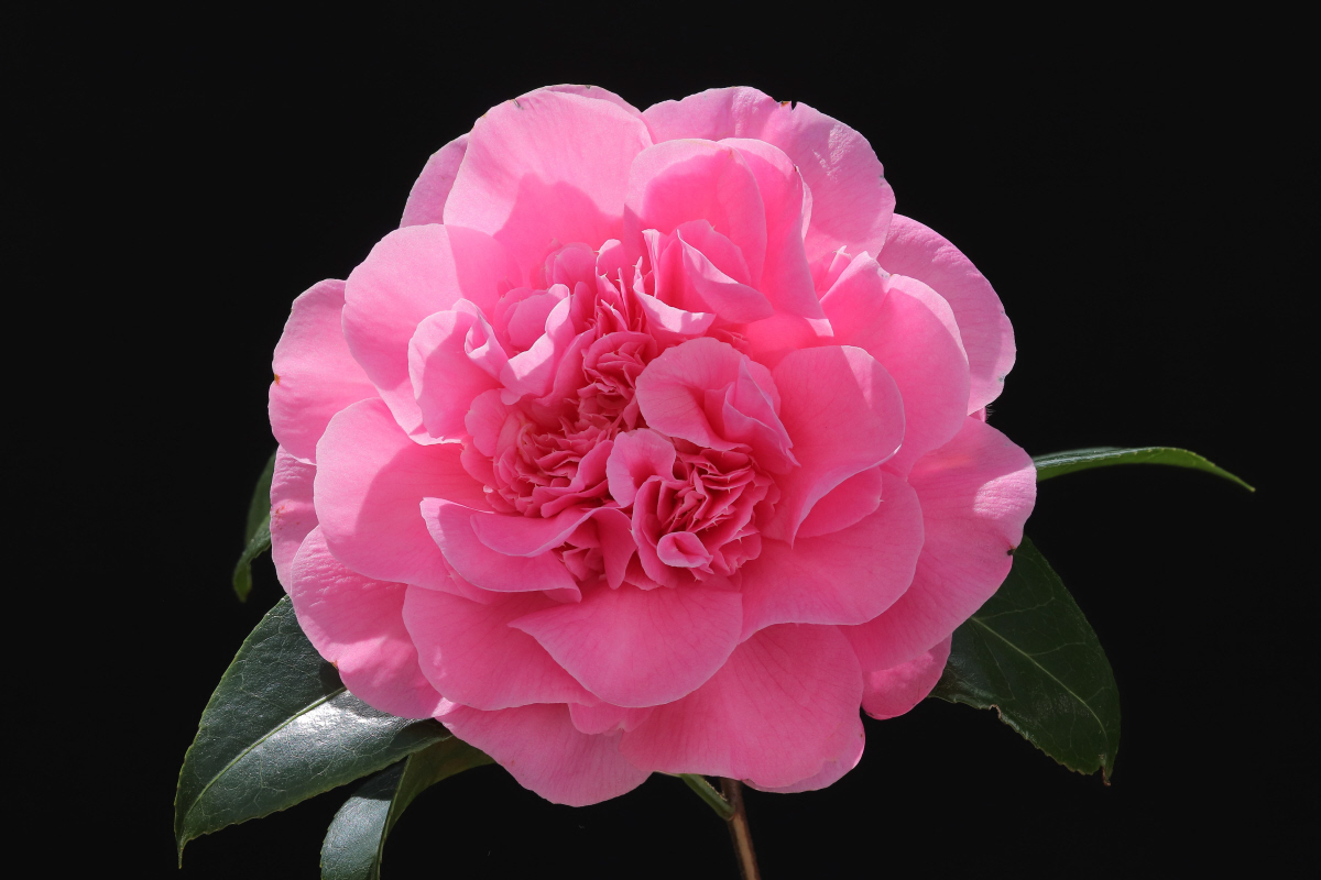 C. x williamsii Debbie